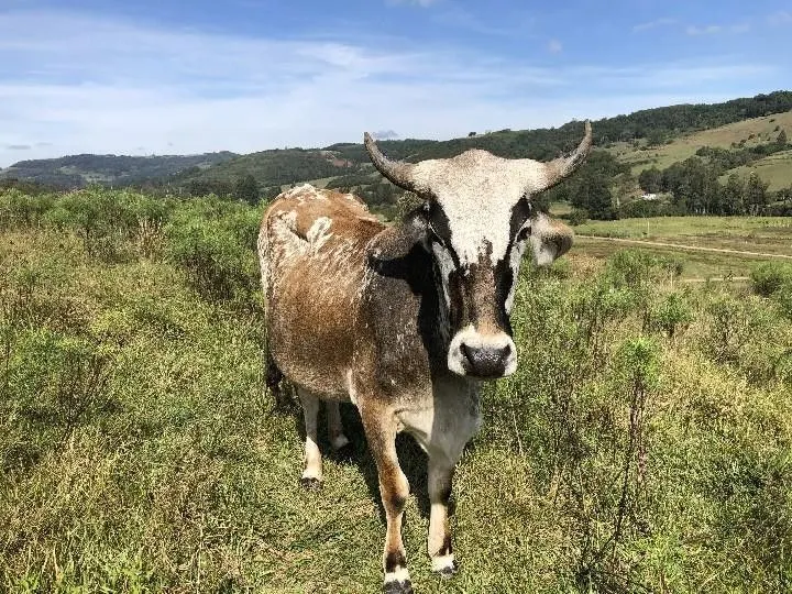 Sítio à venda de 2 ha em Santo Antônio da Patrulha, RS, Brasil