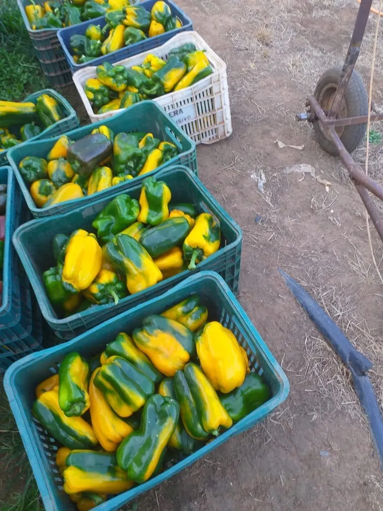 Small farm for sale of 31 acres in São Miguel Arcanjo, SP, Brazil