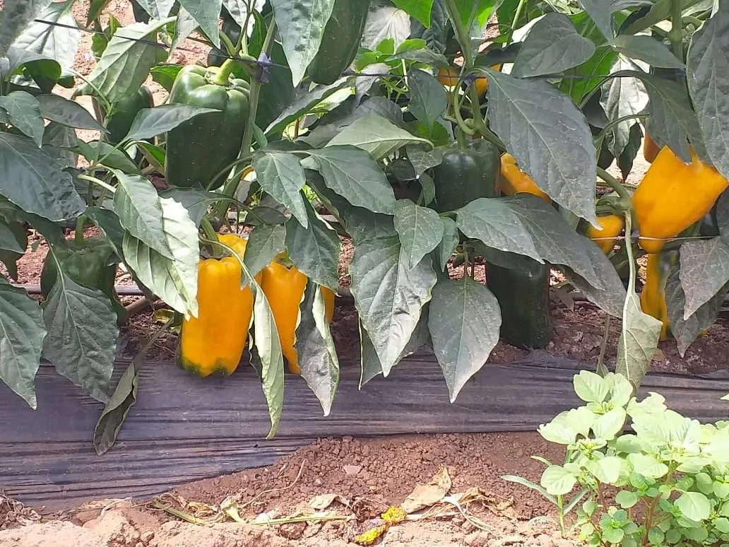 Small farm for sale of 31 acres in São Miguel Arcanjo, SP, Brazil