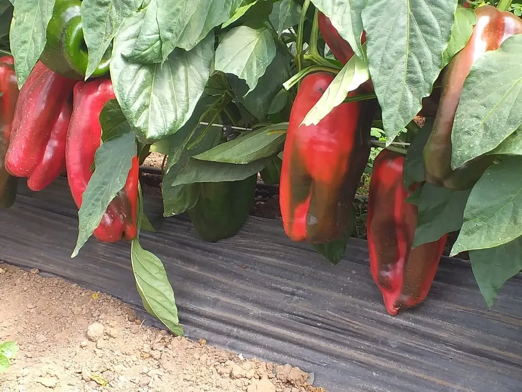 Small farm for sale of 31 acres in São Miguel Arcanjo, SP, Brazil