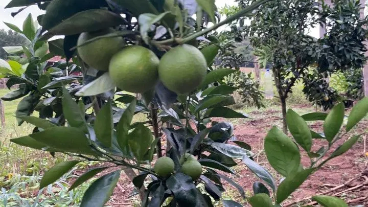 Chácara à venda de 4.800 m² em Taquara, RS, Brasil