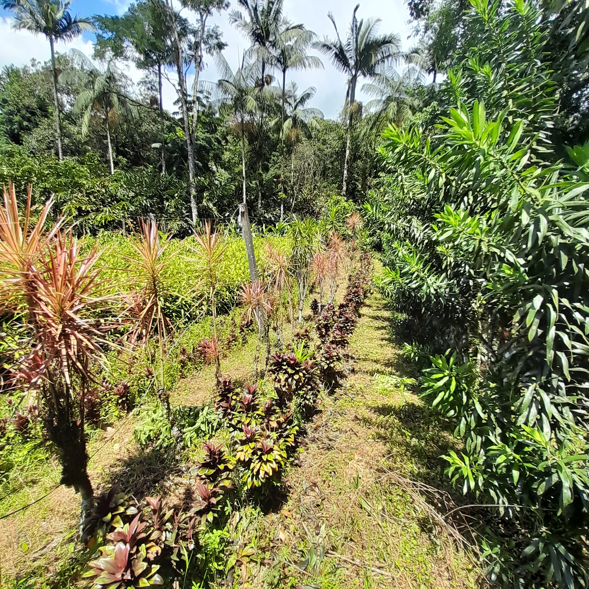 Chácara à venda de 18 ha em Guaratuba, PR, Brasil