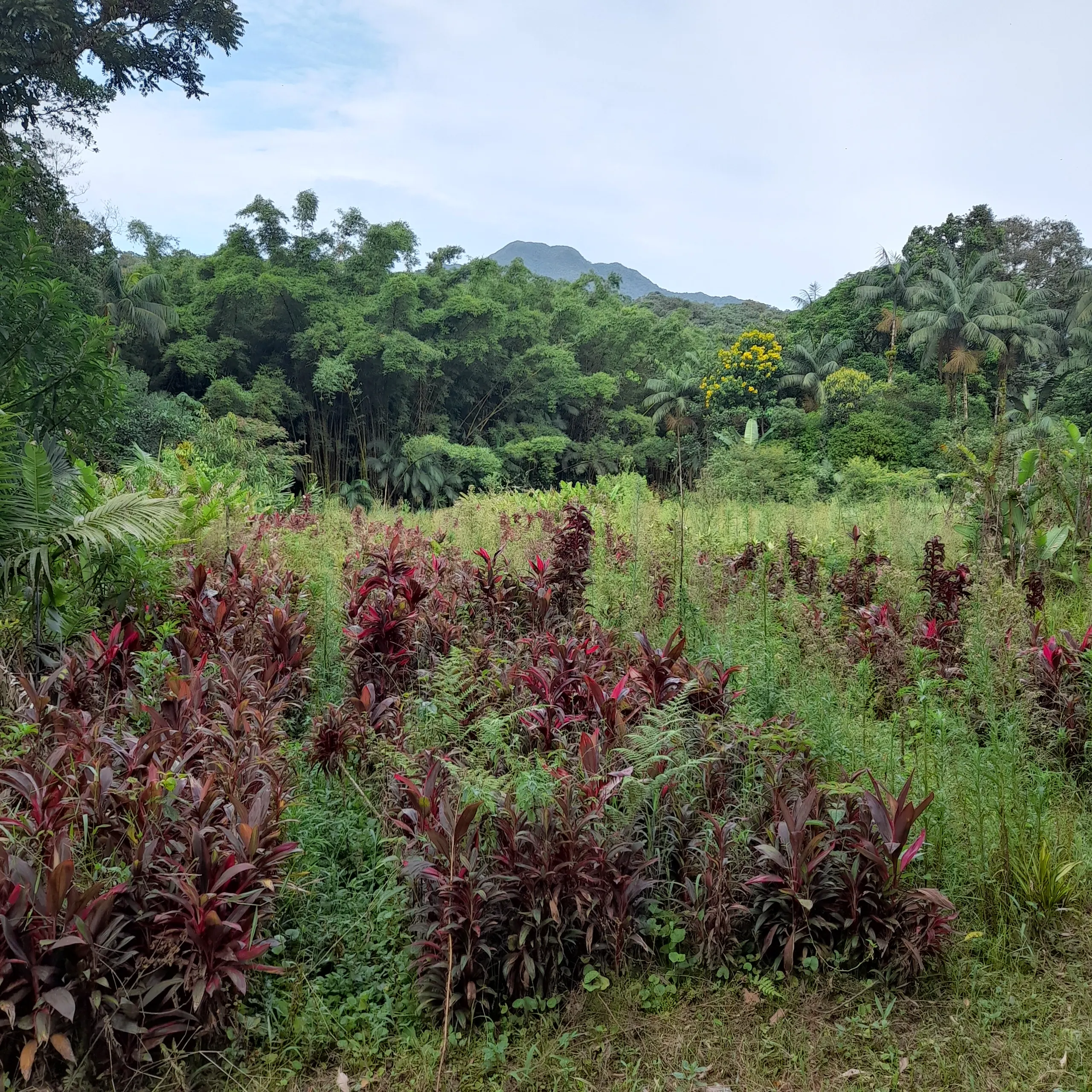 Chácara à venda de 18 ha em Guaratuba, PR, Brasil