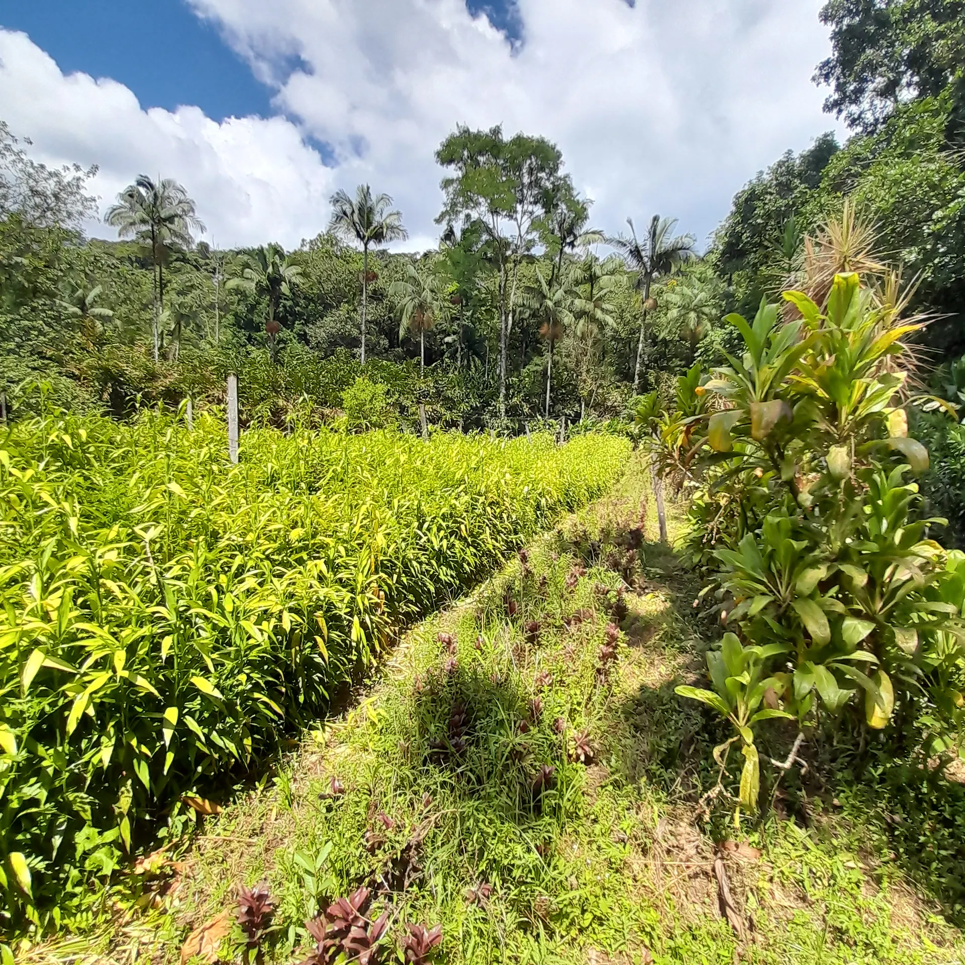 Chácara à venda de 18 ha em Guaratuba, PR, Brasil