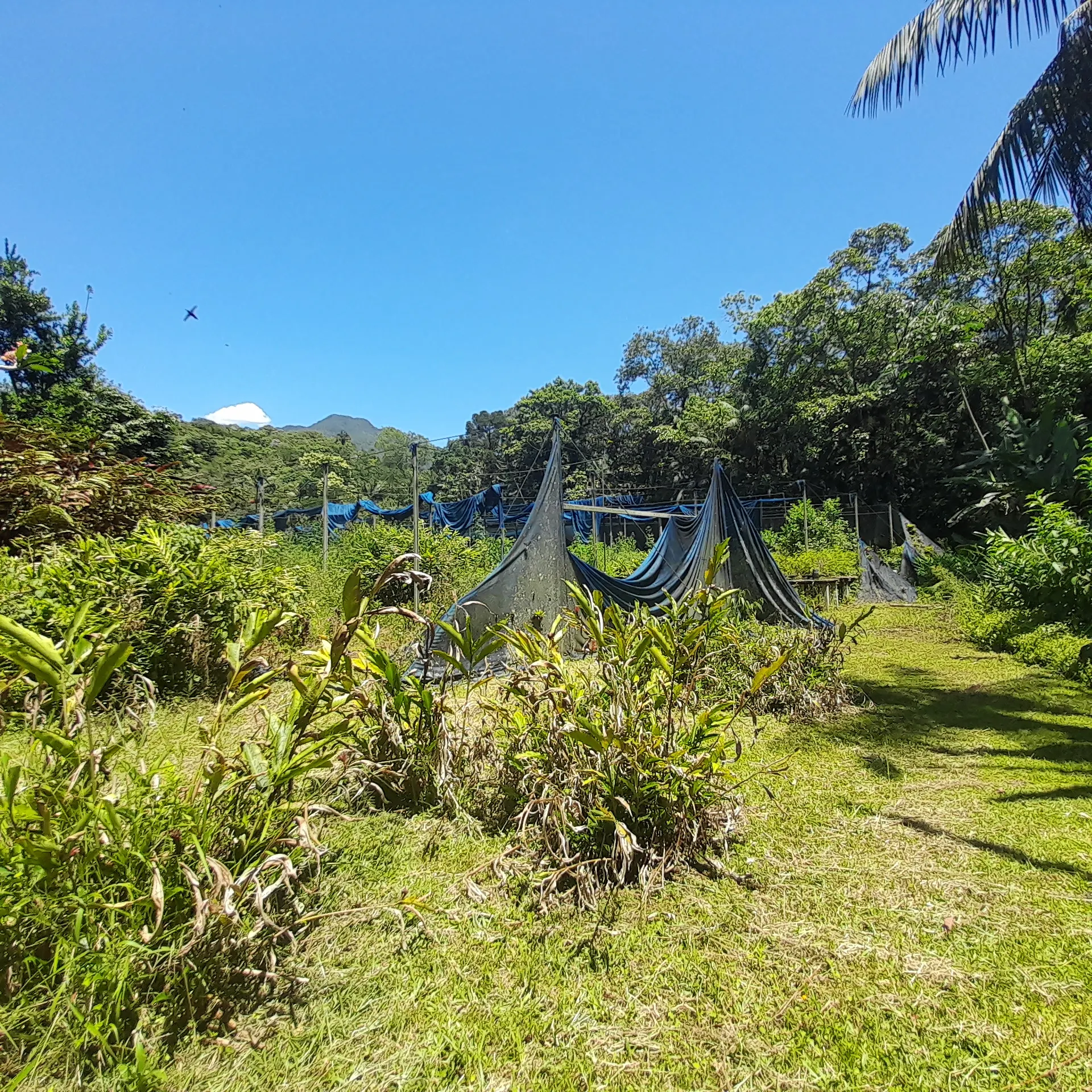 Chácara à venda de 18 ha em Guaratuba, PR, Brasil