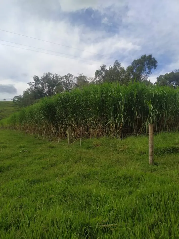 Small farm for sale of 24 acres in Piraju, SP, Brazil