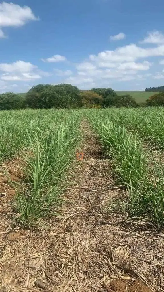Fazenda à venda de 231 ha em Tatuí, SP, Brasil