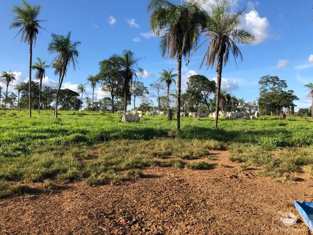 Fazenda à venda de 2.574 ha em Dueré, TO, Brasil