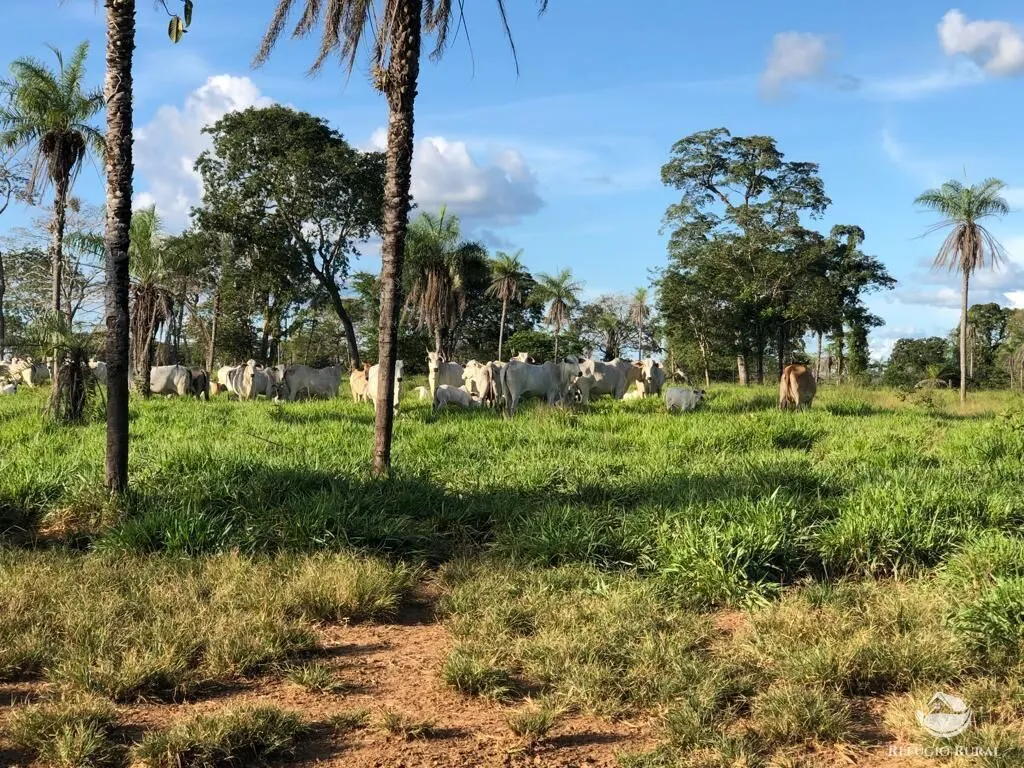 Fazenda à venda de 2.574 ha em Dueré, TO, Brasil