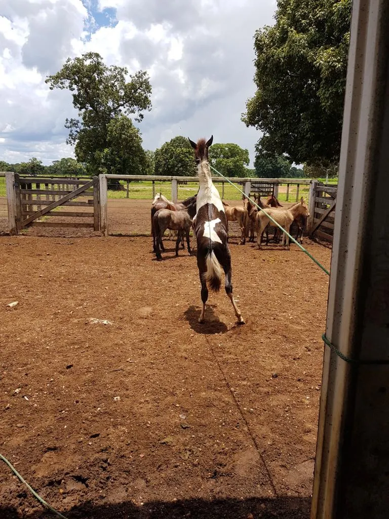 Fazenda à venda de 7.802 ha em Araguaiana, MT, Brasil