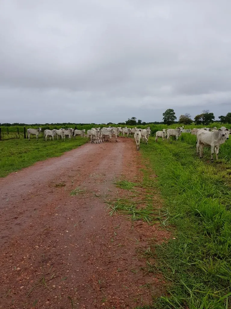 Fazenda à venda de 7.802 ha em Araguaiana, MT, Brasil