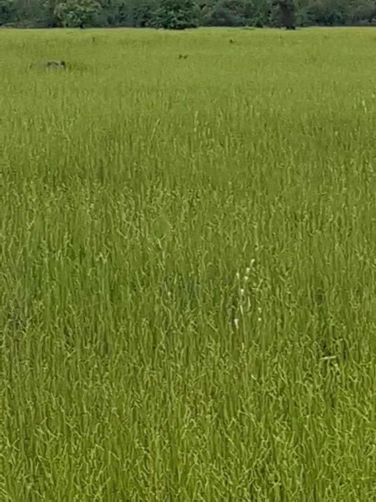 Fazenda à venda de 7.802 ha em Araguaiana, MT, Brasil