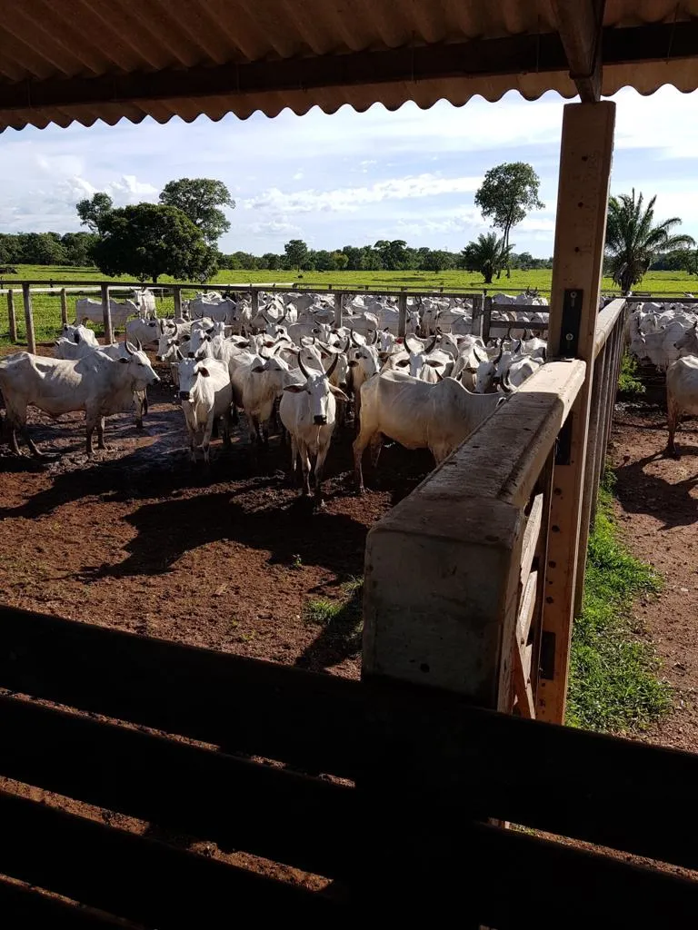 Fazenda à venda de 7.802 ha em Araguaiana, MT, Brasil