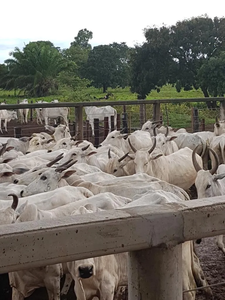 Fazenda à venda de 7.802 ha em Araguaiana, MT, Brasil