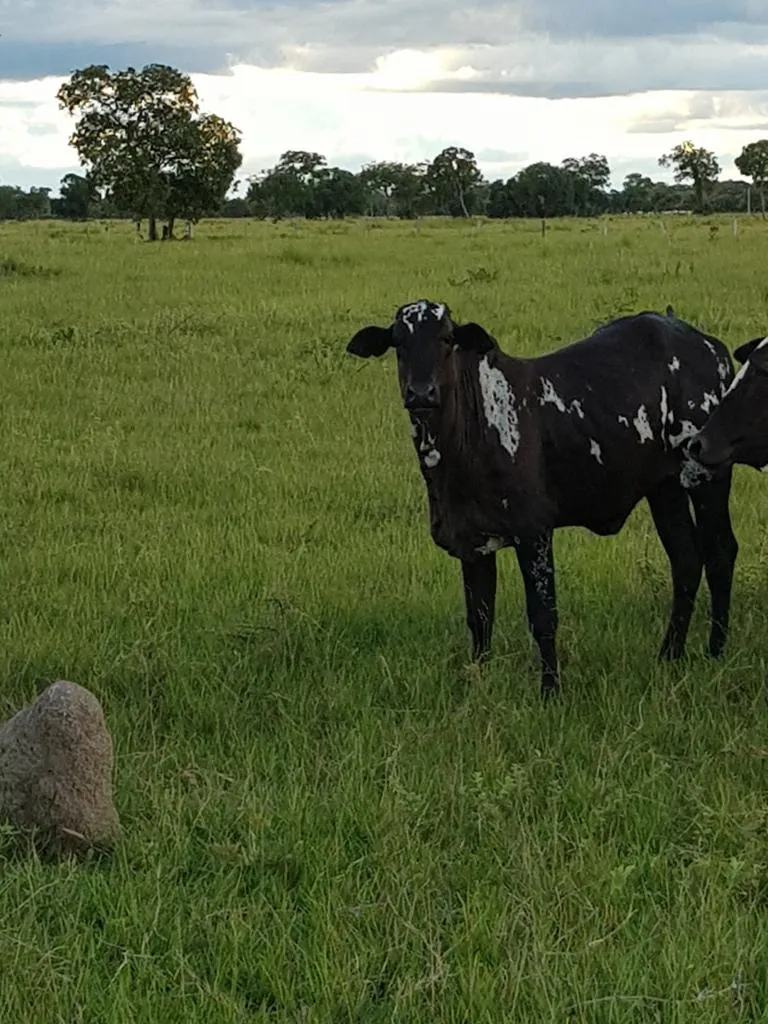 Fazenda à venda de 7.802 ha em Araguaiana, MT, Brasil