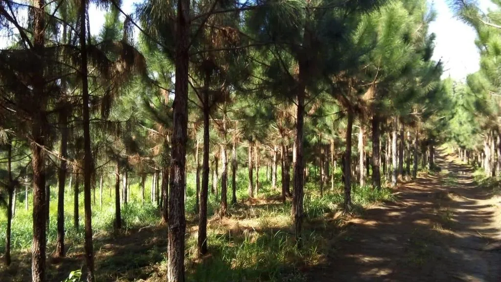 Fazenda à venda de 370 ha em Registro, SP, Brasil