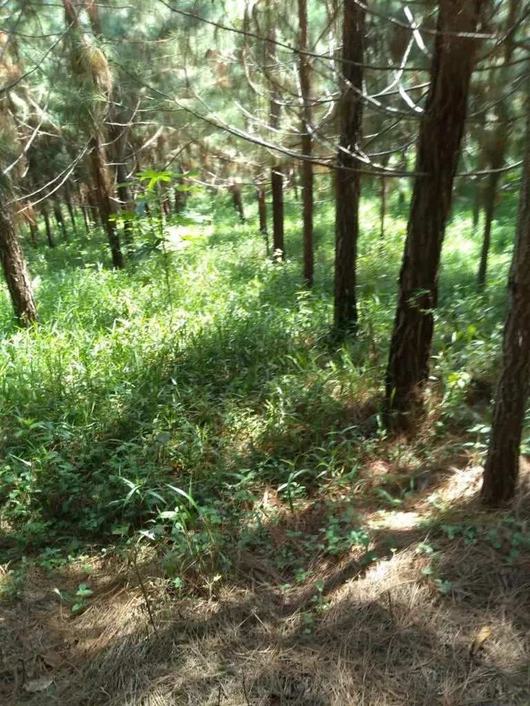 Fazenda à venda de 370 ha em Registro, SP, Brasil