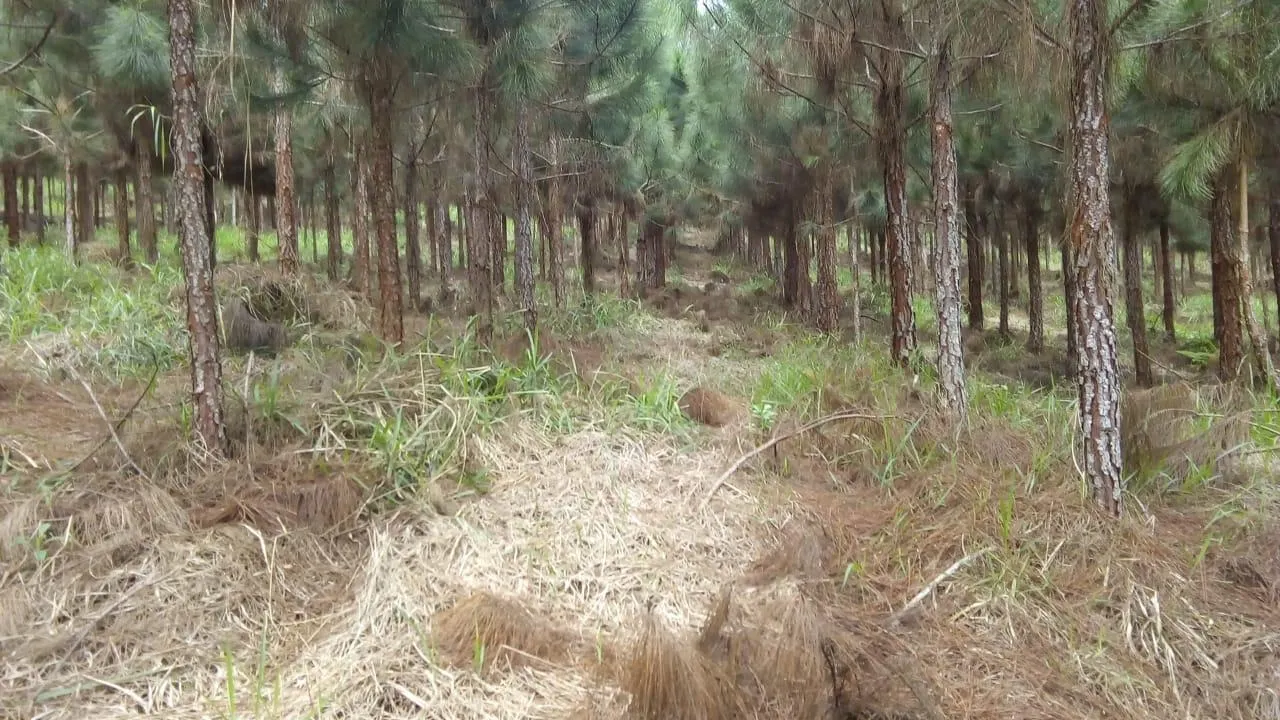 Fazenda à venda de 370 ha em Registro, SP, Brasil