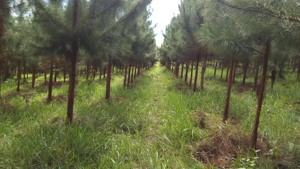 Fazenda à venda de 370 ha em Registro, SP, Brasil