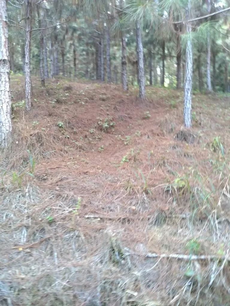 Fazenda à venda de 370 ha em Registro, SP, Brasil