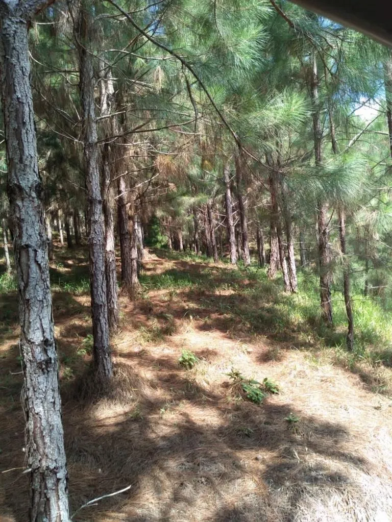 Fazenda à venda de 370 ha em Registro, SP, Brasil