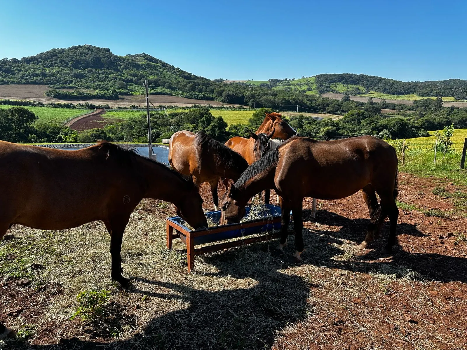 Sítio à venda de 6 ha em Santa Tereza do Oeste, PR, Brasil