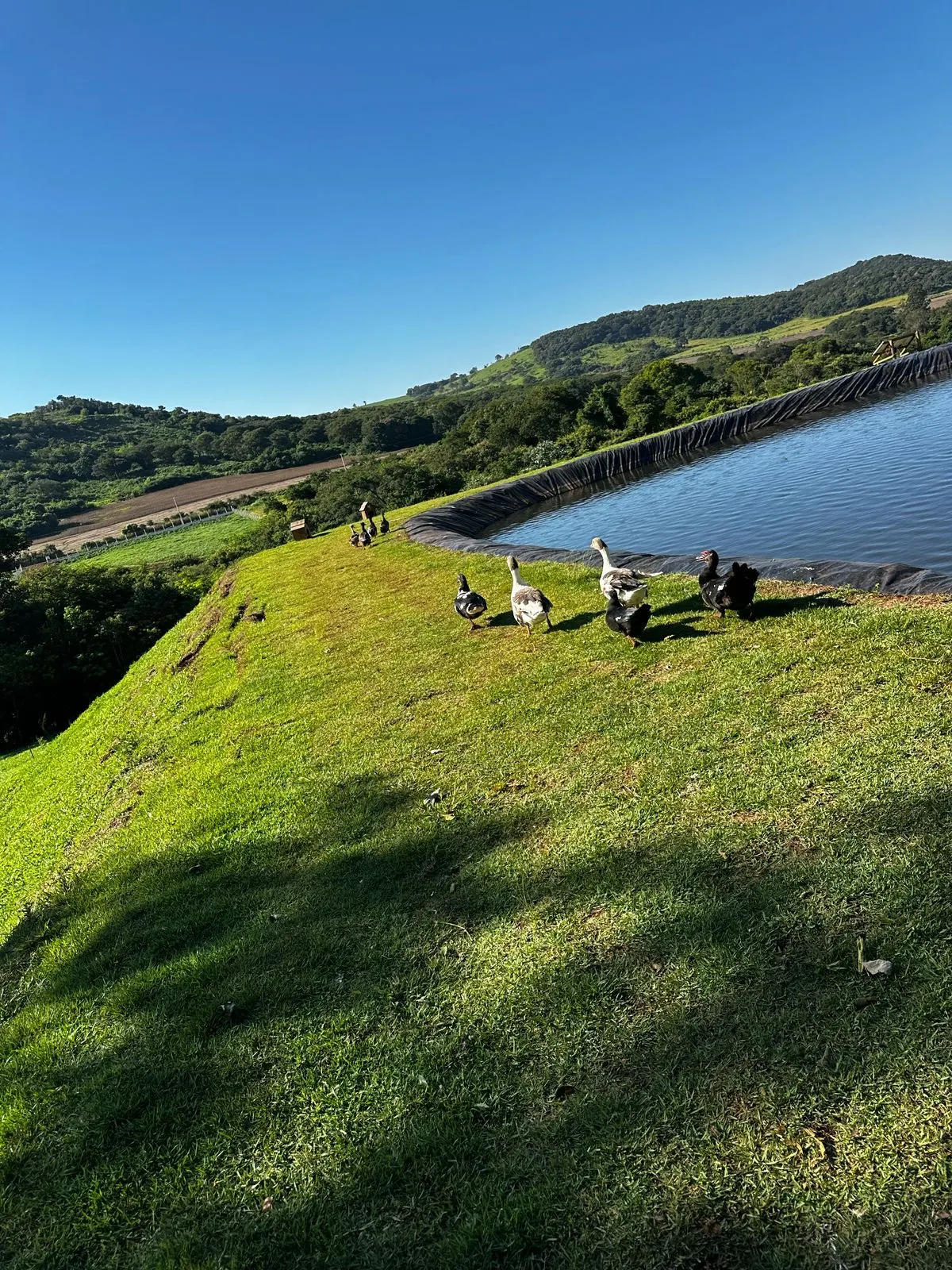 Sítio à venda de 6 ha em Santa Tereza do Oeste, PR, Brasil