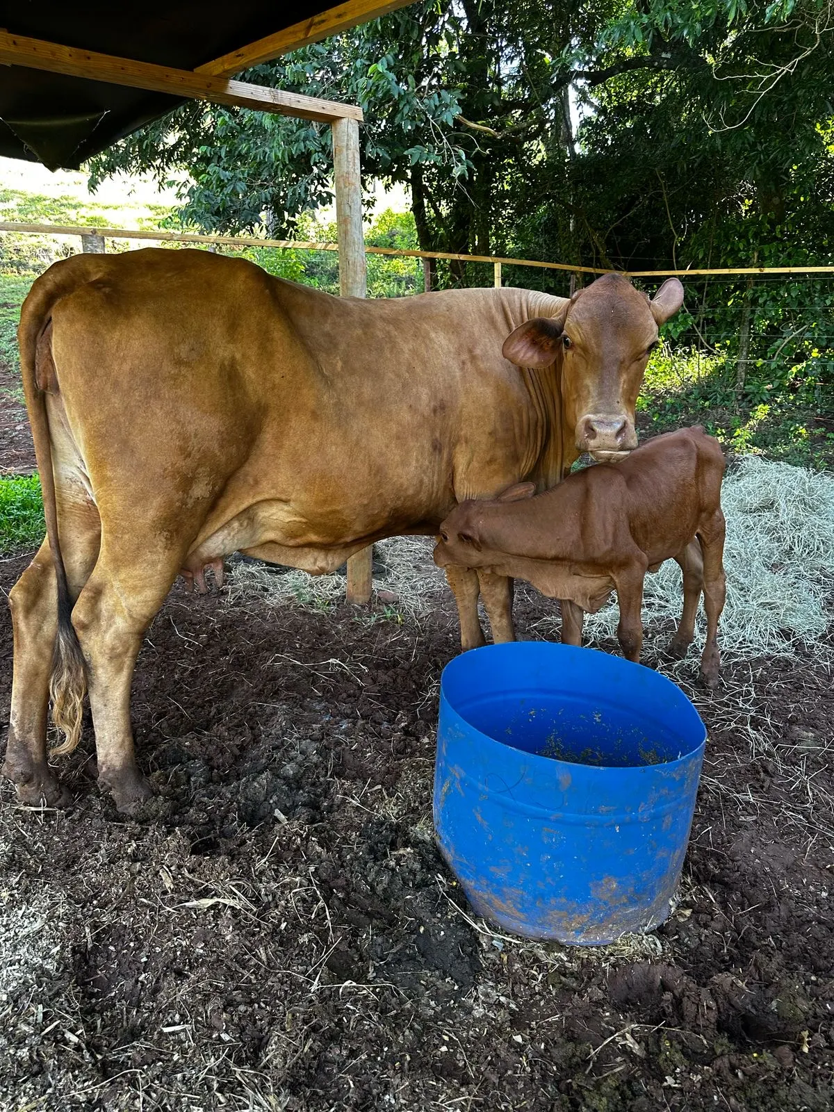 Sítio à venda de 6 ha em Santa Tereza do Oeste, PR, Brasil