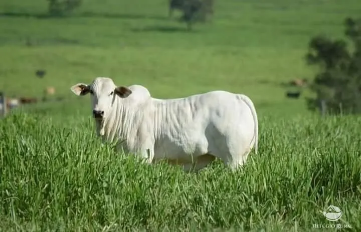 Fazenda à venda de 2.662 ha em Botucatu, SP, Brasil