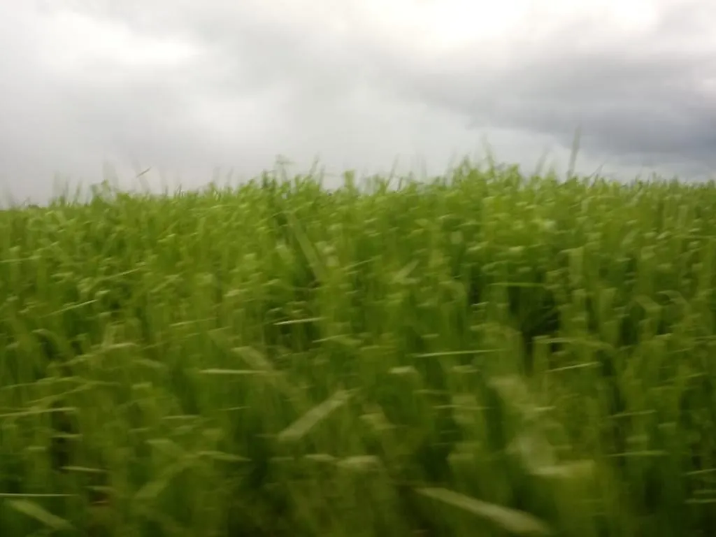 Farm for sale of 2,572 acres in Buritizeiro, MG, Brazil