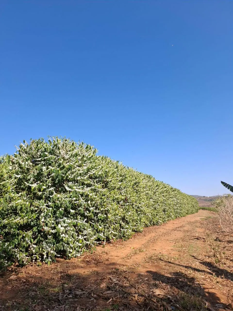 Fazenda à venda de 53 ha em Patrocínio, MG, Brasil