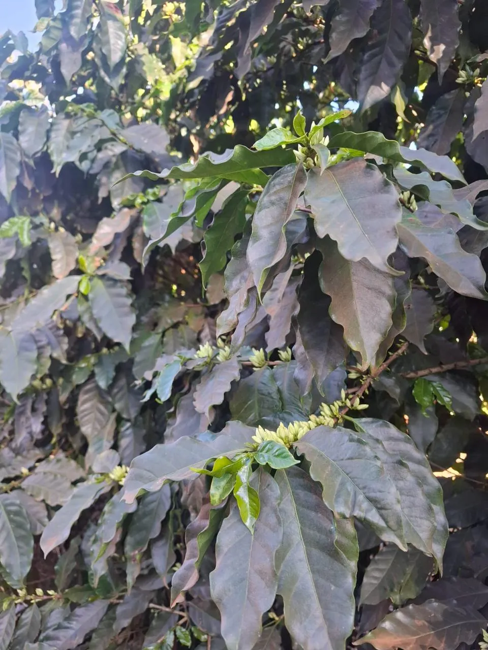 Fazenda à venda de 53 ha em Patrocínio, MG, Brasil