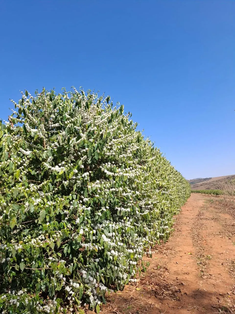 Fazenda à venda de 53 ha em Patrocínio, MG, Brasil