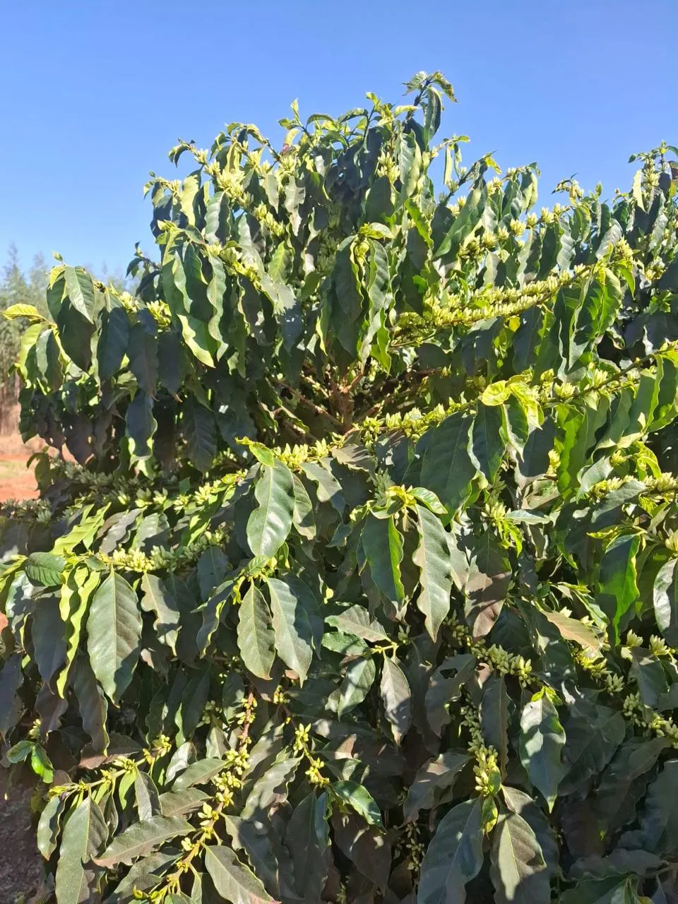 Fazenda à venda de 53 ha em Patrocínio, MG, Brasil