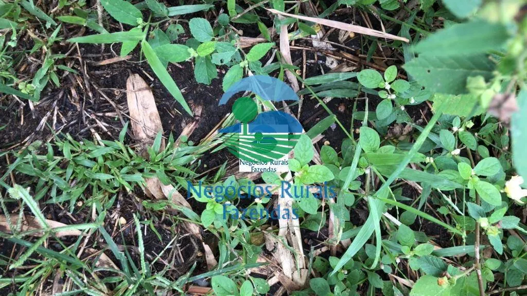 Farm for sale of 2,916 acres in Araguapaz, GO, Brazil