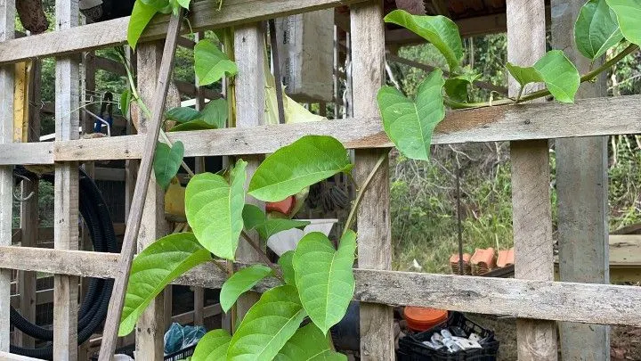 Chácara à venda de 1.900 m² em Itati, RS, Brasil