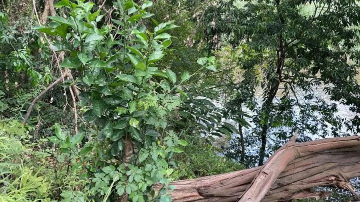 Chácara à venda de 1.900 m² em Itati, RS, Brasil