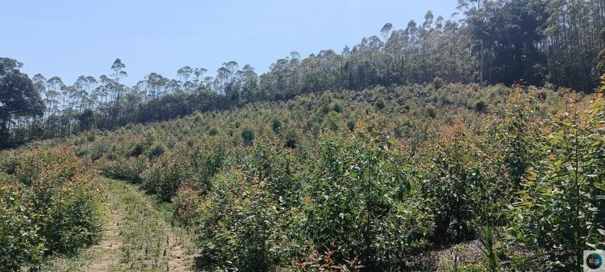 Chácara à venda de 2 ha em Salesópolis, SP, Brasil