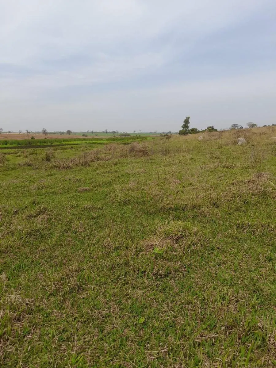 Fazenda à venda de 102 ha em Fernandópolis, SP, Brasil