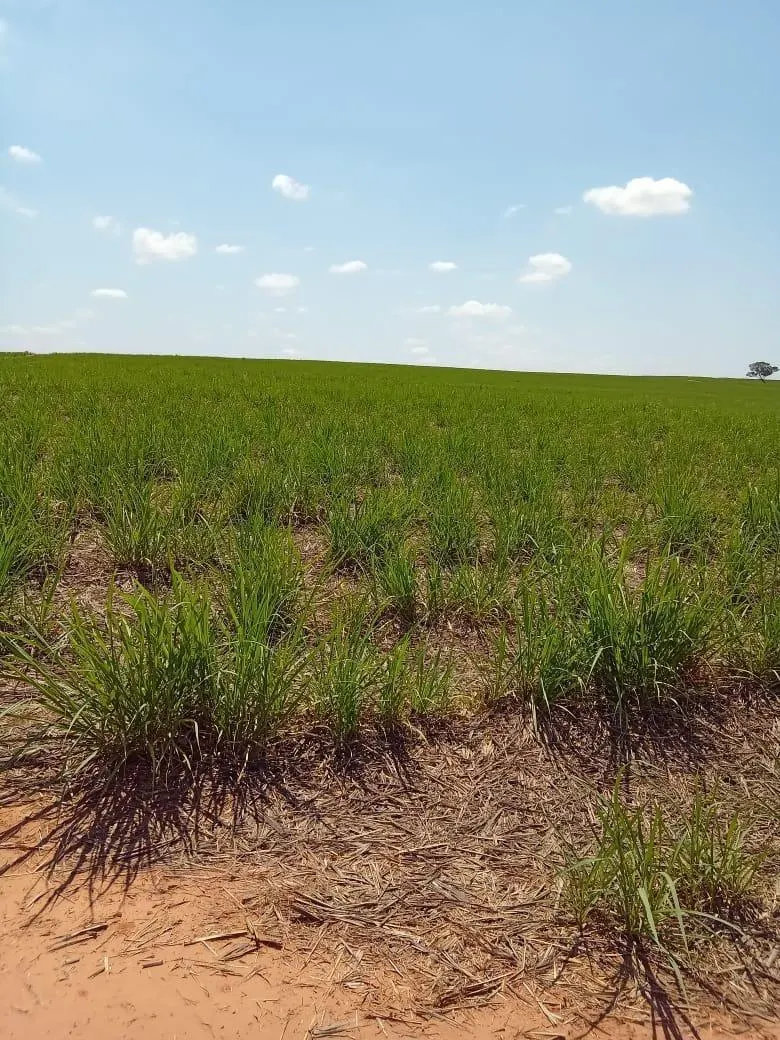 Fazenda à venda de 169 ha em Cafelândia, SP, Brasil