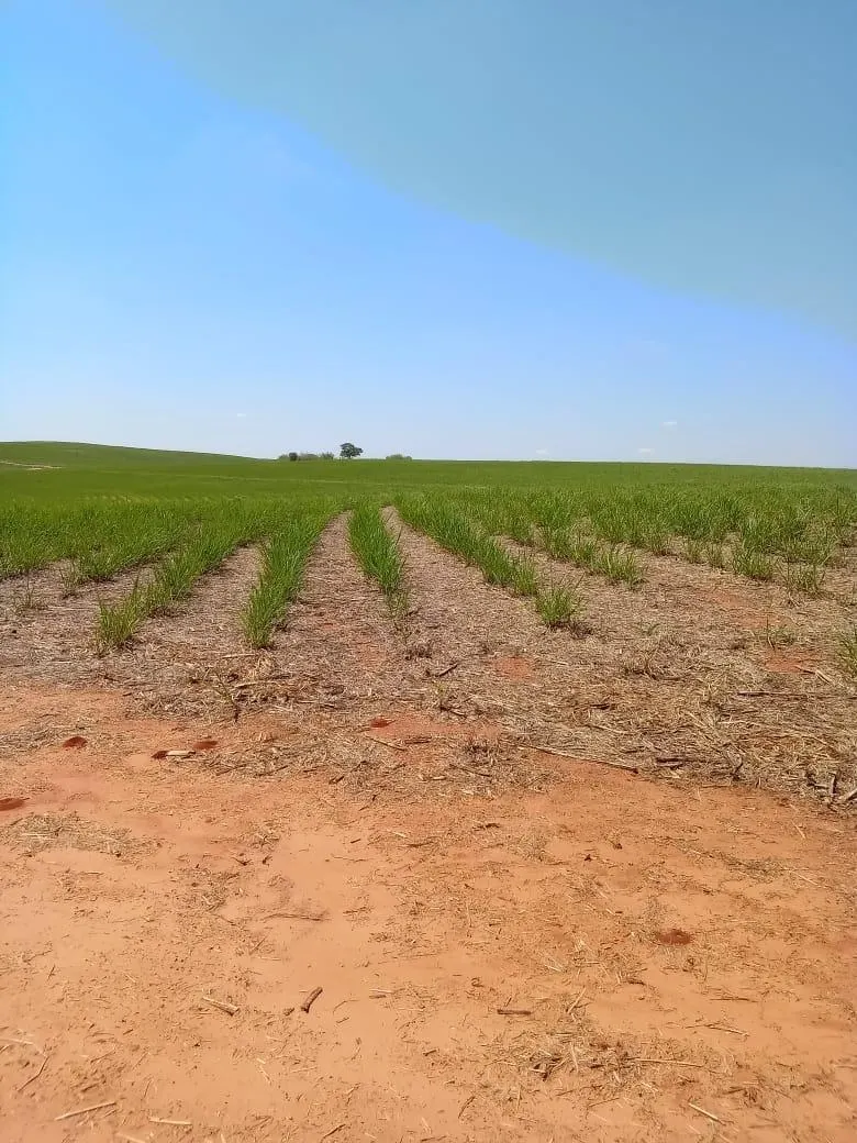 Fazenda à venda de 169 ha em Cafelândia, SP, Brasil