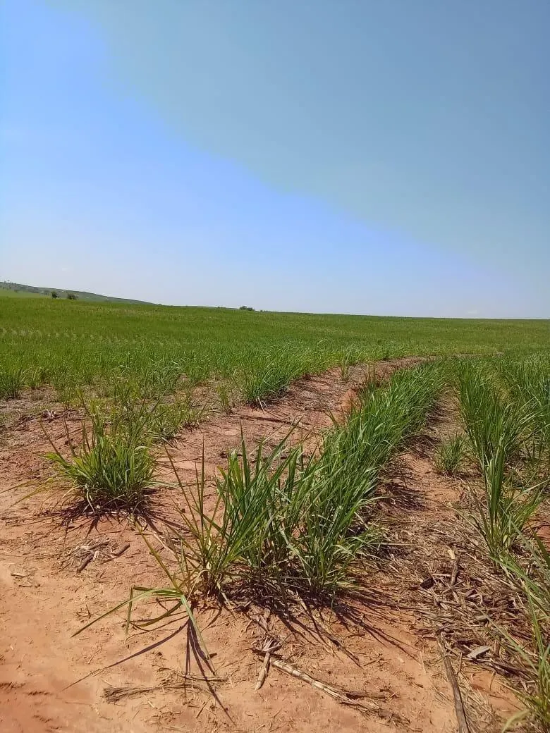 Fazenda à venda de 169 ha em Cafelândia, SP, Brasil