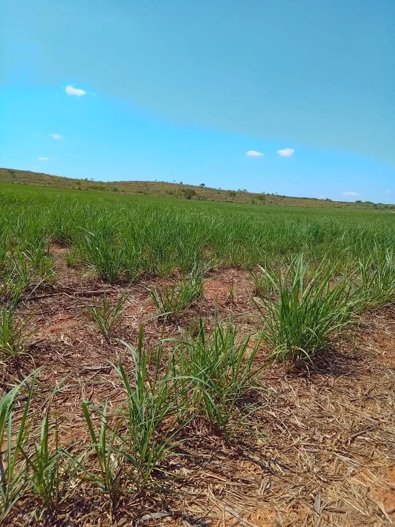 Fazenda à venda de 169 ha em Cafelândia, SP, Brasil