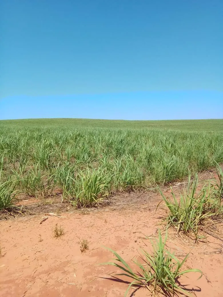 Fazenda à venda de 169 ha em Cafelândia, SP, Brasil