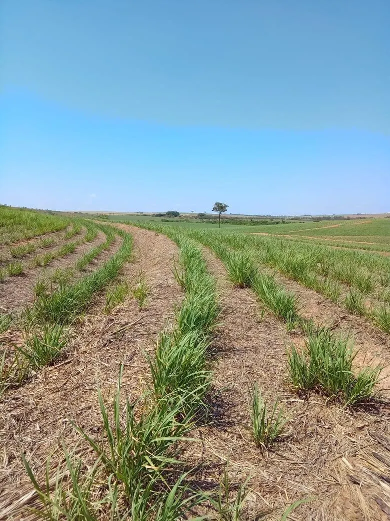 Fazenda à venda de 169 ha em Cafelândia, SP, Brasil