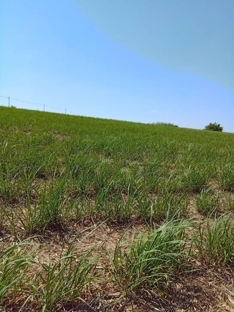 Fazenda à venda de 169 ha em Cafelândia, SP, Brasil