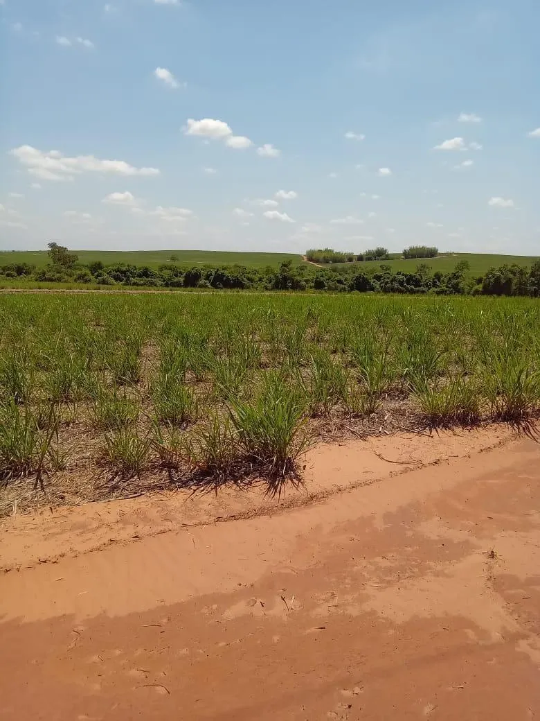 Fazenda à venda de 169 ha em Cafelândia, SP, Brasil