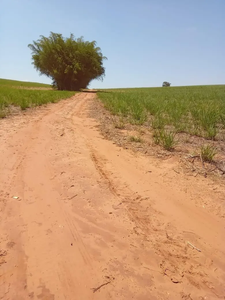 Fazenda à venda de 169 ha em Cafelândia, SP, Brasil