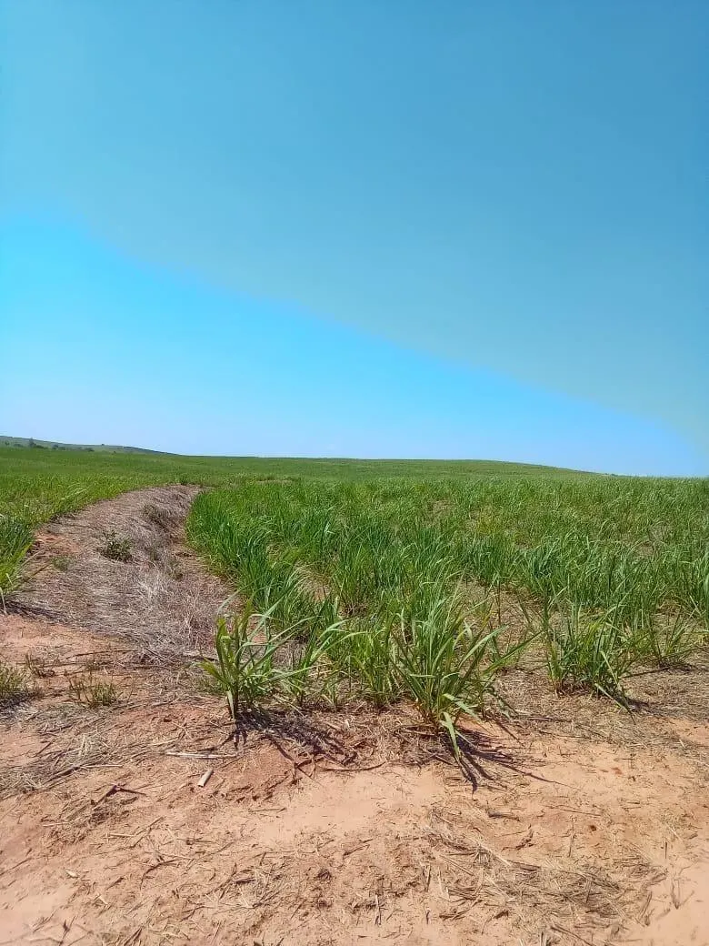Fazenda à venda de 169 ha em Cafelândia, SP, Brasil