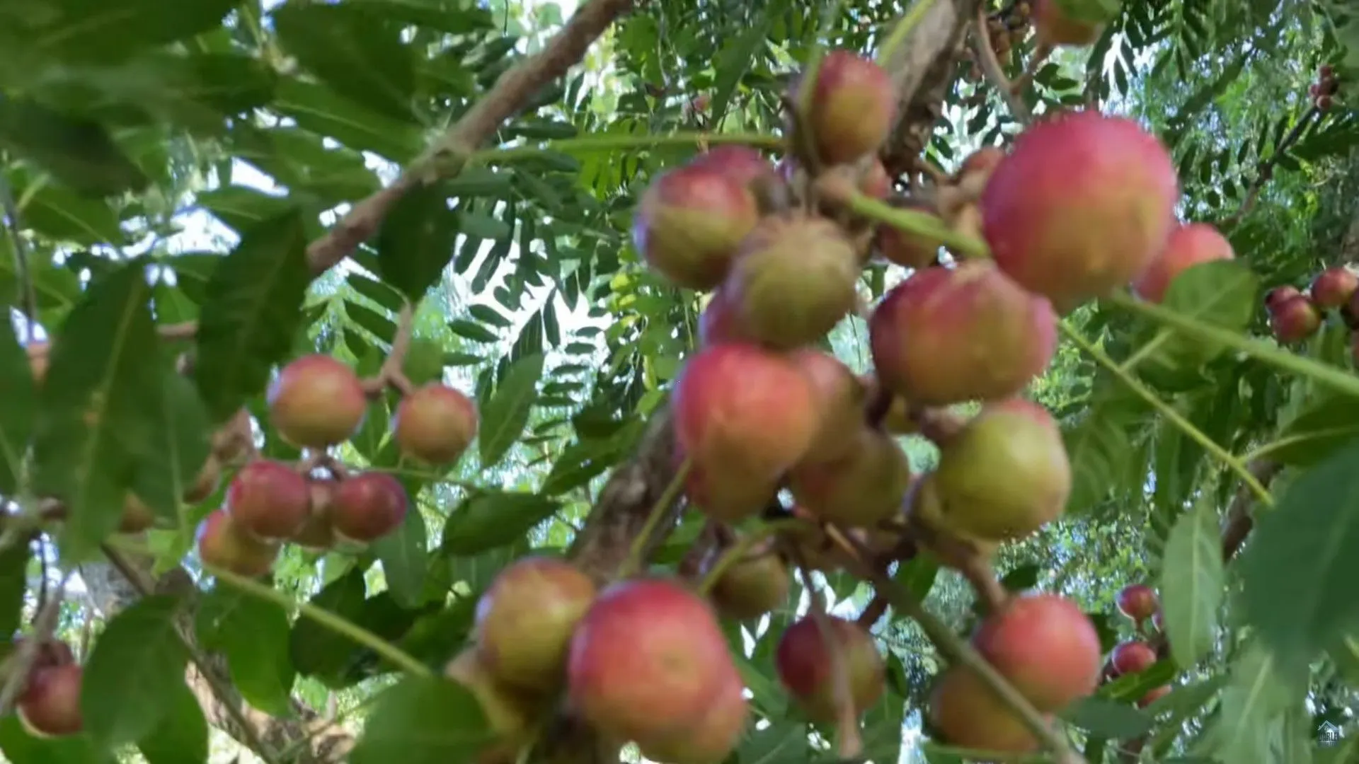 Chácara à venda de 9 ha em Caraá, RS, Brasil